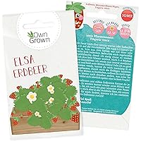 Erdbeer Samen von OwnGrown : Erdbeeren pflanzen für Kinder und Erwachsene mit Erdbeersamen für Garten und Balkon…