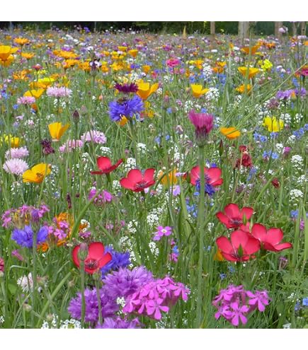 Die Stadtgrtner  Saatgut BIO-Blumenwiese I Mit ber 25 verschiedenen  Arten Bio-Wildblumensaat I Ausreichend fr 100 m I Ideal fr Wildbienen,  Hummeln und Schmetterlinge : Amazon.de: Garten