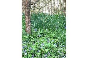 CAMBRIDGE FARMERS OUTLET 30 x English Bluebell Bulbs Ready to Plant (Free UK Postage)