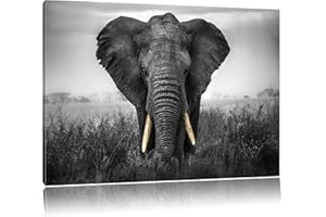Pixxprint Magnifique Noir de l'éléphant/Blanc Taille: 100x70 sur Toile