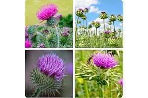 GENERICO Semi di Cardo Mariano, Proprietà Depurative e Detossificanti, Confezione da 200 Semi