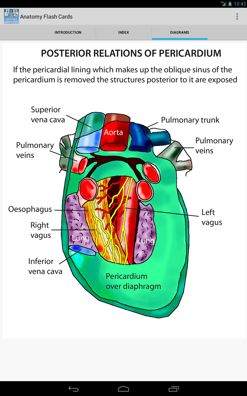 Anatomy Flash Cards Amazon.co.uk Appstore for Android