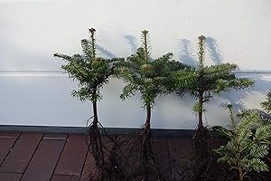 PFLANZHITS IHR PFLANZENPARTNER Nordmanntannen Set – 20st : 10 Nordmanntannen 5j. + 10 Nordmanntannen 2j. | Weihnachtsbaum-Anzucht & immergrüne Gartenbäume | Wurzelware