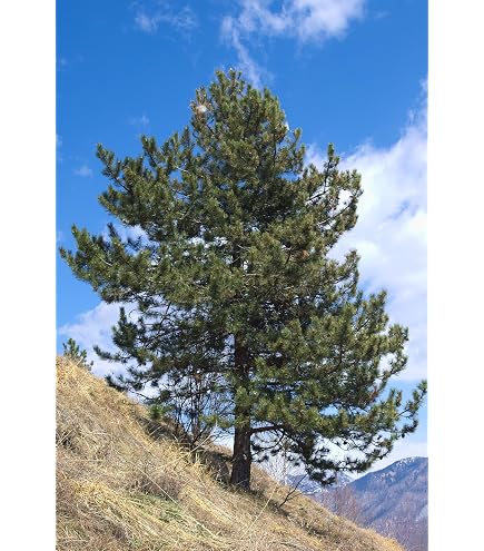 SAFLAX - Bonsai - Goldkiefer - 20 Samen - Mit keimfreiem Anzuchtsubstrat -  Pinus ponderosa : Amazon.de: Garten