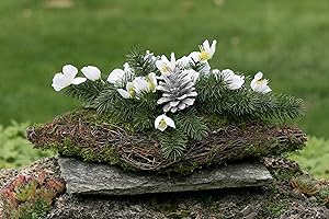 HIKO-EVENTDEKO Grabgesteck Nr.10 Raute aus Moos und Weide mit Christrosen, Zapfen und Tanne Totensonntag, Allerheiligen, Grabschmuck, Gedenktag, Trauertage, Gesteck 45 x 23 x 17 cm