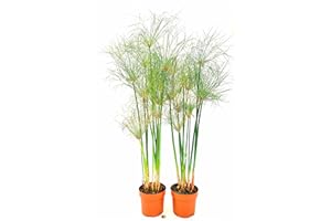 POWERS TO FLOWERS - PAPIRO, CYPERUS PAPIRUS, PAPIRO DA LAGHETTO, VASO 16CM DIAMETRO, ALTEZZA 70CM, 2 PIANTE, piante vere