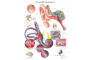 3B Scientific – Tableau Laminé de l’Oreille Humaine – Affiche d’Anatomie Protégée contre les UV et la Poussière pour Étude, Enseignement & Cliniques