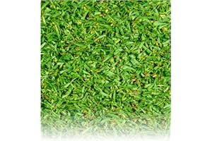 GERMISEM Grama Grossa- Kikuyu 250g