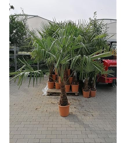 Caryota mitis, Palma a coda di pesce - vaso 30 cm h 130