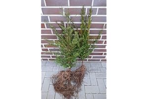 PFLANZHITS IHR PFLANZENPARTNER 10 Eiben 50-80cm Wurzelware Gartenhecke Heckenpflanzen Immergrüne Pflanze Taxus baccata Eiben