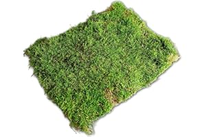 MOOS DESIGN Flachmoos Moosmatte Moosplatte Plattenmoos Natur Deko Moos echtes Moss Frühlingsdeko Osterdeko Deko-Moos frisches Natur Moos