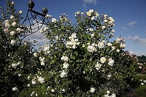 GORGEOUS GARDEN ROSES Alaska - 5.5lt Potted Climbing Garden Rose - Creamy White Blooms, Repeat Flowering