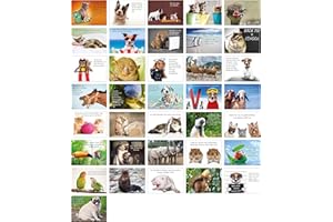 ‎CLEVER POOL Clever Pool Grußkarten 36 Stk. – Postkarten Set mit frechen Tierbildern – starke Sprüche – Postkarten zum Verschenken – vielseitiges Set – hochwertig verarbeitet – schöne Farben – DIN A6