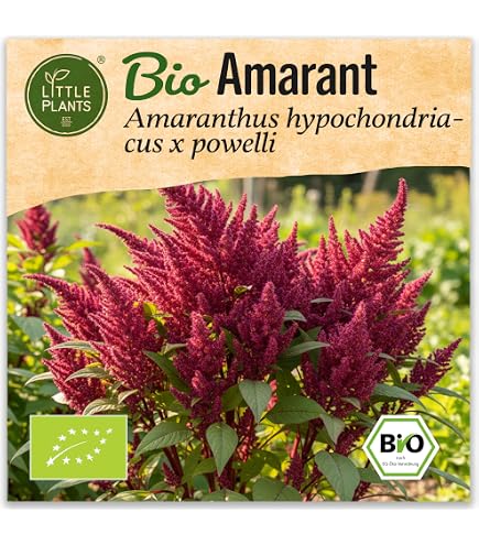 Amarant Amaranth Rio San Lorenzo 100+ Samen - Seeds - Saatgut - Graines Am  060 : Amazon.de: Garten