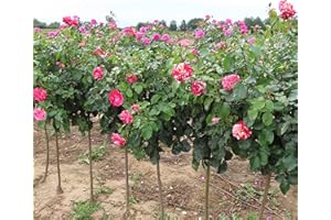 GORGEOUS GARDEN ROSES Rock and ROLL - Bareroot Hybrid Tea Half Standard Rose (Ave Flowering Height 150cm) - Stunning Large Red/White Striped Blooms - Strong Fragrance