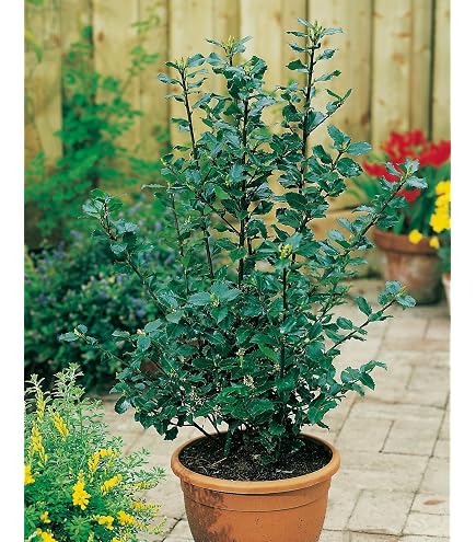 thuja brabant standort Abendländischer Lebensbaum Brabant - Thuja occidentalis Brabant main image 1