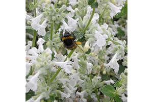 Blumixx Stauden Nepeta x faassenii 'Snowflake' - Weiße Katzenminze, im 0,5 Liter Topf, weiß blühend