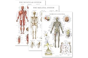 Palace Learning 3 Pack - Muscle + Skeleton + Nervous System Anatomy Poster Set - Muscular and Skeletal System Anatomical Charts - Laminated 18" x 24"