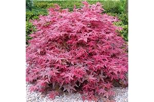 GARDENERSDREAM Acer palmatum "Beni Maiko" | Érable du Japon Plante de jardin à feuilles caduques Arbuste en pot