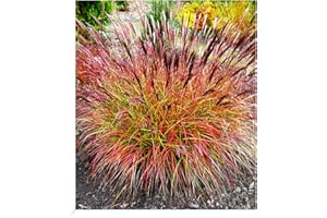 BALDUR Garten Chinaschilf Red Chief 1 Pflanze, Miscanthus sinensis winterharte Staude, Chinagras, trockenresistent, mehrjährig, Wasserbedarf gering, für Standort in der Sonne geeignet, blühend