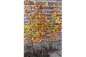 PFLANZHITS IHR PFLANZENPARTNER 50st. Hainbuchen 80-120cm Heckenpflanzen Carpinus betulus Hecke Wurzelware Gartenhecke Hainbuche
