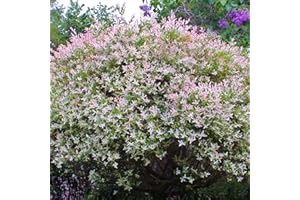 GARDENERSDREAM Salix Flamingo Willow Shrub - Vibrant Colorful Ornamental Garden Plant, Perfect for Small Spaces, Drought Tolerant (10-20cm)