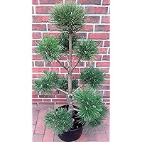 Kiefer - Gartenbonsai, Formpflanze, Pinus sylvestris (Höhe: 130-140 cm) inkl. Dünger
