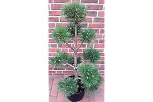 PFLANZEN BÖRING PINUS NIGRA NIGRA Kiefer - Gartenbonsai, Formpflanze, Pinus sylvestris (Höhe: 130-140 cm) inkl. Dünger_AB