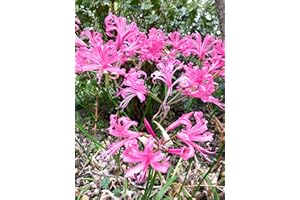 CAMBRIDGE FARMERS OUTLET 5 x Pink Summer Nerine 'Shooting Star' Bulbs (Free UK Postage)