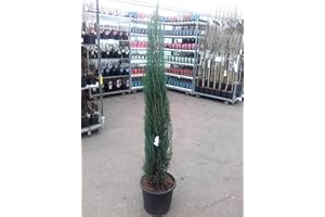 PFLANZEN BÖRING 2 blaue Raketenwacholder, Höhe: 110-120 cm, Juniperus Blue Arrow, Wacholder + Dünger