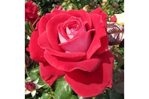 GORGEOUS GARDEN ROSES Eternally Yours - 5.5lt Potted Hybrid Tea Garden Rose - Vibrant Red Blooms with Unusual Silver Reverse Petal - Fragrant