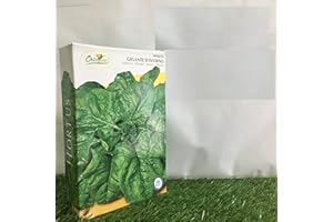 PREMIER SEEDS DIRECT SPINACIO spinaci GIGANTE D'INVERNO GR 500 SEMENTI semi made in ITALY AMDGarden