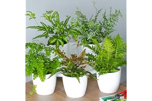 GARDENERSDREAM Fern Indoor House Plant Collection - 3 Plant Selection Offering Lush Green Foliage and Air Purifying Qualities - Perfect for Home or Office