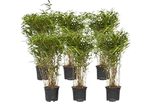 Plant in a Box - Fargesia nitida 'Gansu' - Bambú que no crece - Set de 6 - Maceta 17cm - Altura 50-70cm