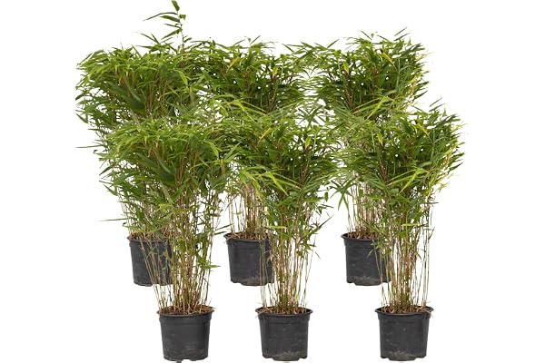Plant in a Box - Fargesia nitida 'Gansu' - Set de 6 - Bambou sacré - Bambou plante exterieur rustique non traçant - Pot 17cm - Hauteur 50-70cm