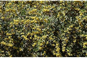 Großblättrige Berberitze Berberis julianae im Topf gewachsen ca. 25-30cm