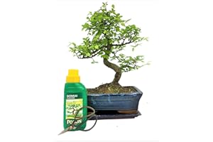 BONSAI2U Chinese Elm Bonsai Tree - You Choose (Large Chinese Elm Gift Set)