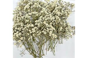 SHIIYYU 50PCS Dried Pressed Baby's Breath Flowers, Real Natural Dried Mini White Gypsophila, Natural Pressed Flowers for DIY Art Crafts, Wedding Card Family Party Decor,Scrapbooking Candle Jewelry Making