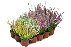 PRIME GARDEN Brecina Brezo Calluna Vulgaris Planta en maceta, resistente al invierno, mezcla de colores (15 unidades/5 colores)