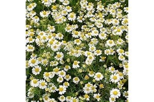 GARDENERSDREAM Chamomile Roman - 1 Plant - Garden Kitchen Herb for Cooking Planters Pot