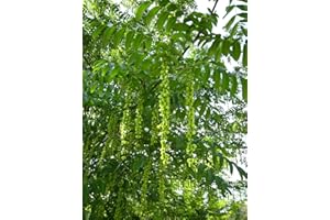 GREEN FUTURE PFLANZENHANDEL Kaukasische Flügelnuss Pterocarya fraxinifolia Pflanze 70-80cm Nussbaum Rarität