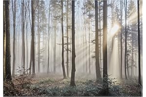 WALLARENA Papel Pintado Bosque Gris Niebla Árboles Salón Dormitorio 368x254 cm - Incluye Pegamento - Fotomurales Pared Tejido No Tejido Decorativos Murales Fotográfico XXL Moderno Decoración de Paredes