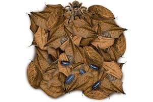 SunGrow 50 Pack Leaf Litter for Spider, Cricket & Isopod, Mini Catappa Dried Indian Almond Leaves, for Vivarium, Terrarium & Aquarium (Mini Leaves (2", 50-Pack))