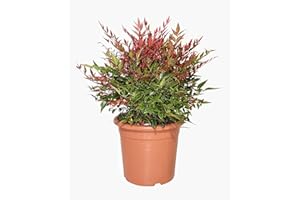 KENTIS - Nandina Domestica Obsessed ® - Piante da Esterno Vere Sempreverdi - Pianta da Giardino Resistente al Freddo - H 40-60 cm Vaso Ø 24 cm