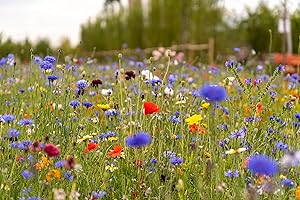 DAMAVAND PRO Wild Flower UK Seed Plants Attracts Bees & Butterfly No Grass Pure Wildflower Seeds Genuine UK Seed Mix Annual Meadow This Meadow Flower Mixture Includes annuals and perennials 100g