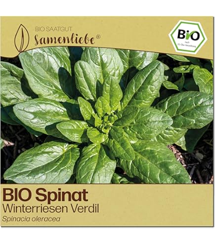 FLORTUS  BIO Winterkopfsalat Samen Baquieu  Kopfsalat Samen zur Anzucht  fr Garten, Balkon, Kche & Fensterbank  Wintersalat mit hchster  Bioqualitt & ohne Gentechnik (20 Korn) : Amazon.de: Garten