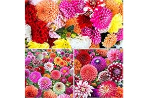 Woodland bulbs® 12 x Dahlia Tubers Bulbs - Surprise Mixed Dahlias - Trusted UK Seller - Dahlia Bulbs - Summer Flowering Bulbs - Ready to Plant Now (Free P&P)