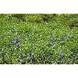 Vinca Minor 'Rubra' Rotblühendes Immergrün Bodendecker Mit Roten Blüten Im  Topf Gewachsen (10 Stück) : Amazon.de: Garten