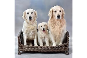 e-wicker24 Alles aus Weide Canape,Corbeille,Niche, Maison, Panier rectangulaire en osiers avec Joli Coussin (84 x 62 H:16/42, Brun_1)