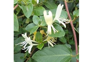 COUNTRY CLIMBERS GARDEN FAVOURITES Lonicera Japonica Halliana Honeysuckle Evergreen Fragrant Yellow Flowers from Late Spring to Early Autumn Grown in 1 Litre Pot on Tripod of 60cm Canes.